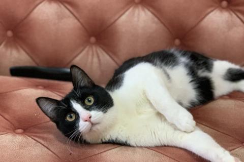 В дар кошку. Молодой маркизный котенок Стёпка. Фото2