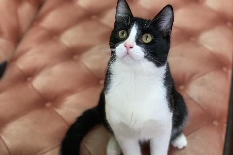 В дар кошку. Молодой маркизный котенок Стёпка. Фото3