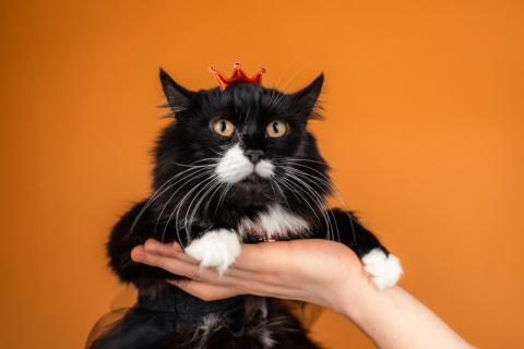 В дар кошку. Сногсшибательная красавица Матильда в дар. Фото2