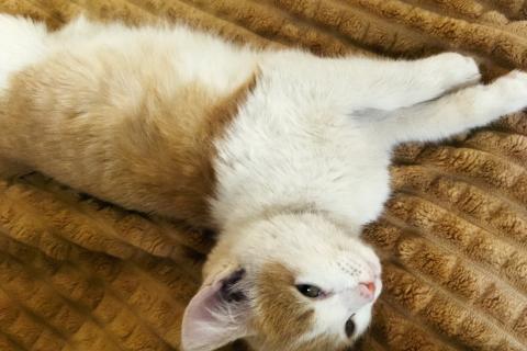 В дар кошку. Котенок в заботливые руки. Фото1