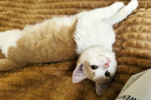 В дар кошку. Котенок в заботливые руки. Фото2