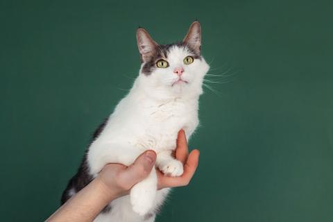В дар кошку. Ласковый кот Масяня с кисточками на ушах и искренней улыбкой. Фото2
