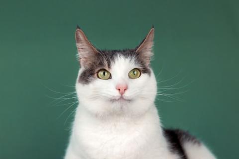 В дар кошку. Ласковый кот Масяня с кисточками на ушах и искренней улыбкой. Фото4