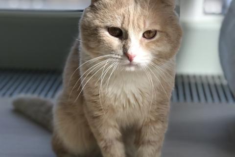 В дар кошку. Рыжий шотландский вислоухий кот Рио в добрые руки. Фото1