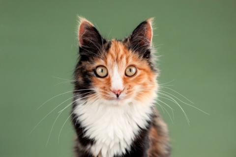 В дар кошку. Пушистая яркая трехцветная красавица кошка Ириска в добрые руки. Фото1