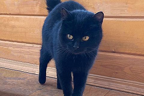 В дар кошку. Забытый на даче котик Черныш в добрые руки. Фото1