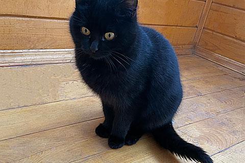 В дар кошку. Забытый на даче котик Черныш в добрые руки. Фото4