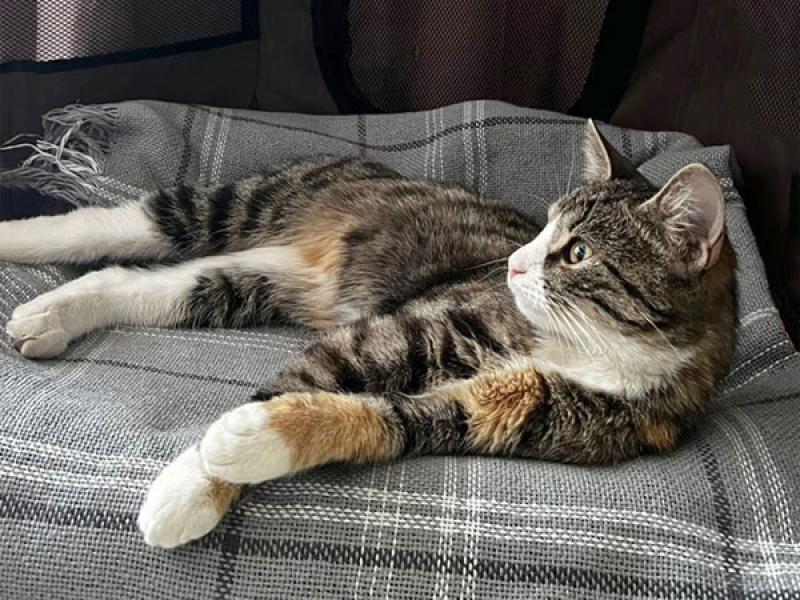 В дар кошку