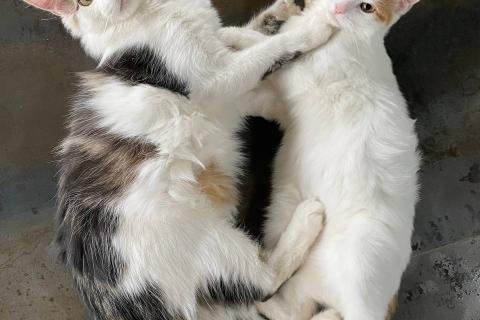 В дар кошку. Ищет дом сладкая парочка твикс. Фото1