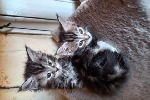 Продаю кошку. Шерстянные клопики-кунята. Фото2