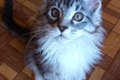 Продаю кошку. Ласковые кунята. Фото1