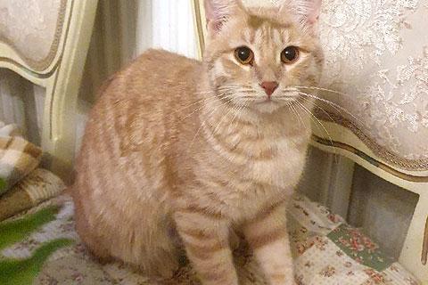 В дар кошку. Рыженькое солнышко Алиса, ласковая кошечка-подросток в добрые рук. Фото1
