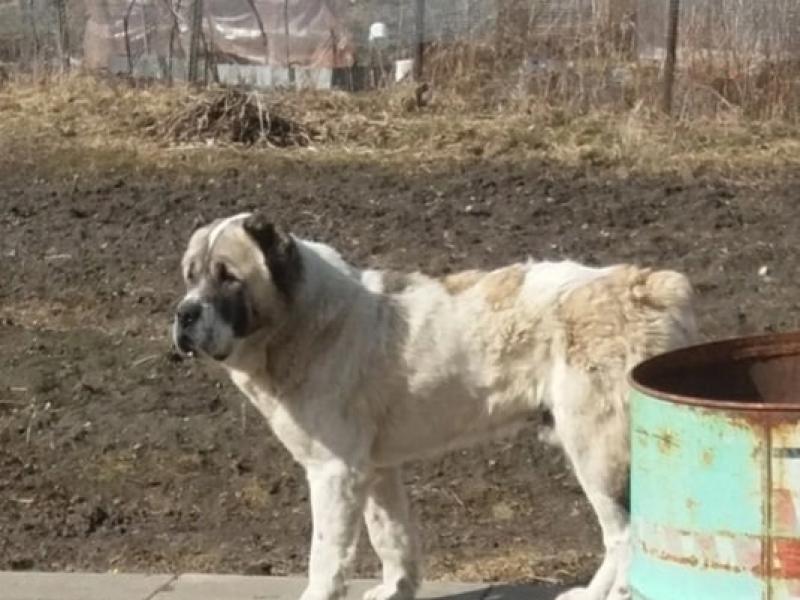 В дар собаку