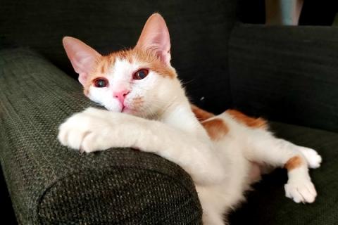 В дар кошку. Рыжий котенок СОфа в добрые руки. Фото1