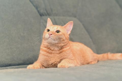 В дар кошку. Огненно-рыжая красотка кошка Злата ищет свою семью. Фото2