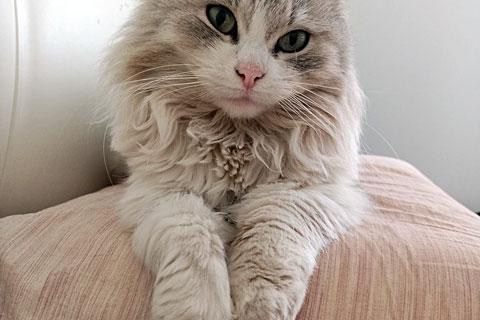 В дар кошку. Домашняя кошечка Василиса, преданная хозяевами, ищет дом. Фото1