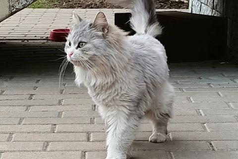 В дар кошку. Домашняя кошечка Василиса, преданная хозяевами, ищет дом. Фото2