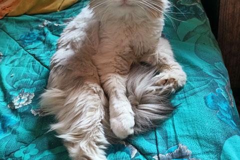 В дар кошку. Домашняя кошечка Василиса, преданная хозяевами, ищет дом. Фото3