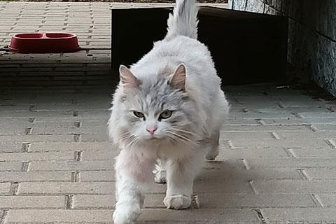 В дар кошку. Домашняя кошечка Василиса, преданная хозяевами, ищет дом. Фото4
