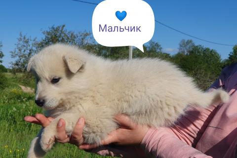 В дар собаку. Щенки в добрые руки . Фото1