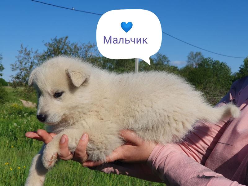 В дар собаку