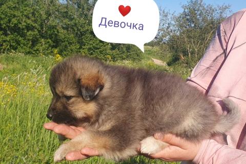 В дар собаку. Щенки в добрые руки . Фото2
