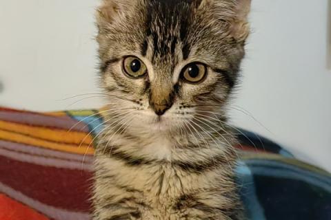 В дар кошку. Маленький котенок Фрея в добрые руки. Фото2