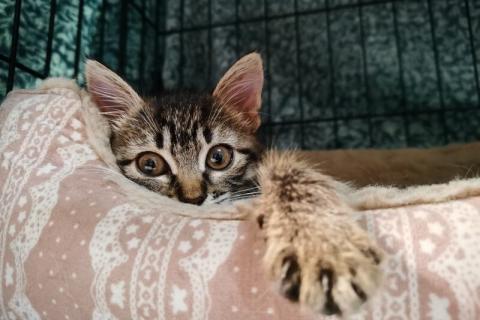 В дар кошку. Маленький котенок Фрея в добрые руки. Фото4