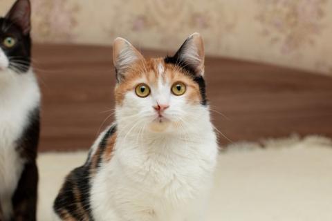В дар кошку. Трехцветная кошечка Маня ищет дом. Фото3