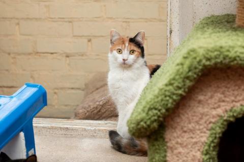 В дар кошку. Трехцветная кошечка Маня ищет дом. Фото4