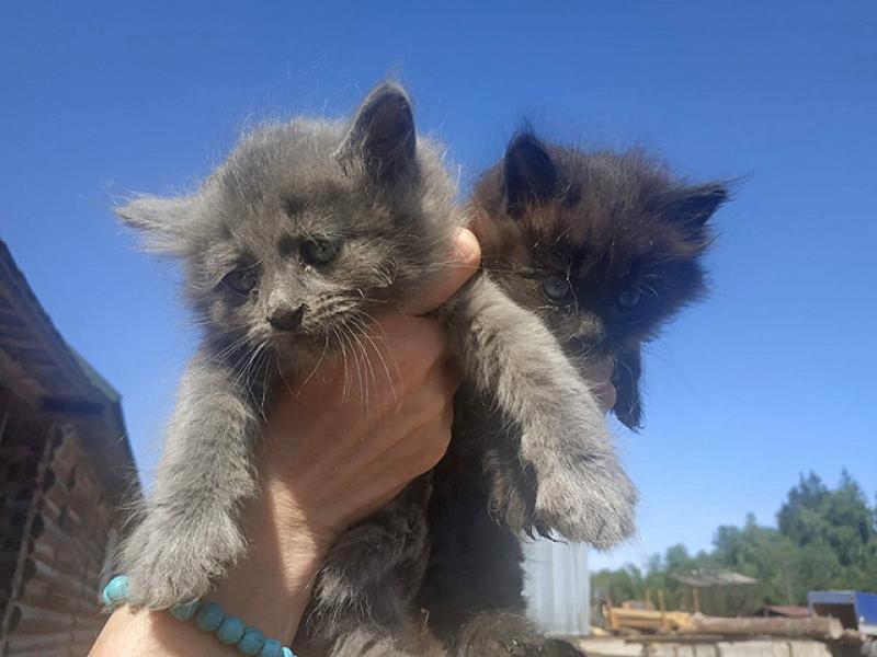 В дар кошку
