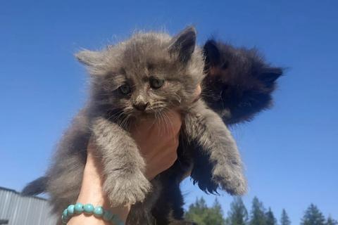 В дар кошку. Крохи-котята, мальчики в добрые руки. Фото2
