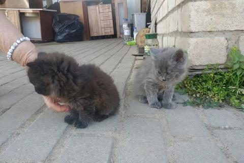 В дар кошку. Крохи-котята, мальчики в добрые руки. Фото3
