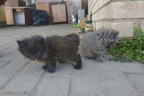 В дар кошку. Крохи-котята, мальчики в добрые руки. Фото4