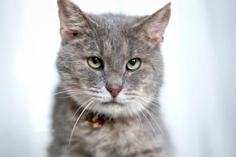 В дар кошку. Косенький котик Питер Пен в добрые руки. Фото1