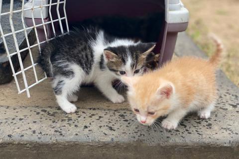 В дар кошку. Маленькие солнышки, милые домашние котята в добрые руки. Фото2
