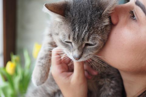 В дар кошку. Идеальная кошка-компаньон Лиза в добрые руки. Фото2