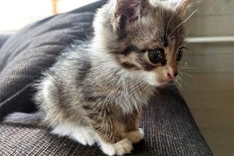 В дар кошку. Очаровательный серо-дымчатый котенок в добрые руки. Фото1