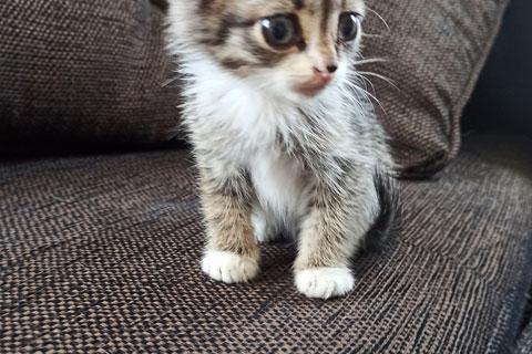 В дар кошку. Очаровательный серо-дымчатый котенок в добрые руки. Фото2