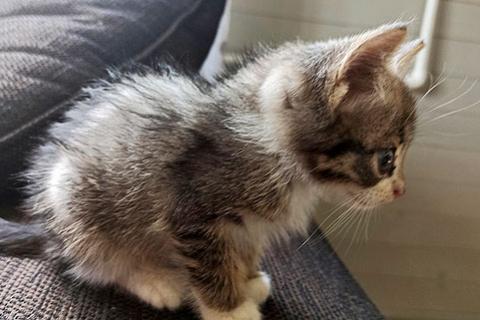 В дар кошку. Очаровательный серо-дымчатый котенок в добрые руки. Фото3