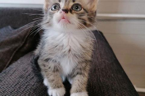 В дар кошку. Очаровательный серо-дымчатый котенок в добрые руки. Фото4