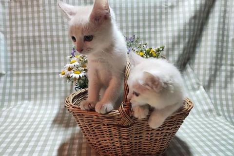 В дар кошку. Две снежинки на летней даче. Преданные людьми котята ищут дом. Фото1
