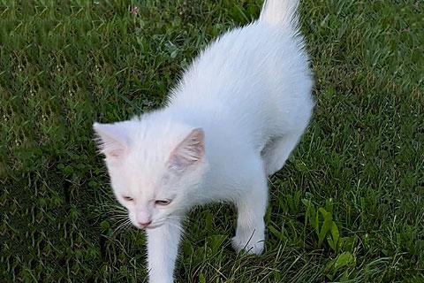 В дар кошку. Две снежинки на летней даче. Преданные людьми котята ищут дом. Фото2