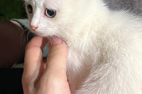 В дар кошку. Две снежинки на летней даче. Преданные людьми котята ищут дом. Фото3
