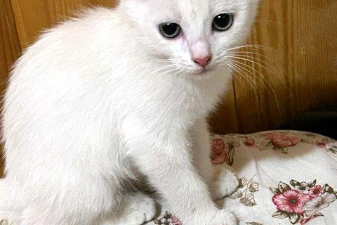 В дар кошку. Две снежинки на летней даче. Преданные людьми котята ищут дом. Фото4