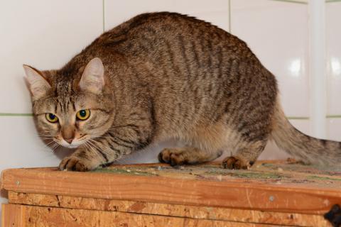 В дар кошку. Крупная полосатая золотоглазая красавица кошка Алиса в дар. Фото4
