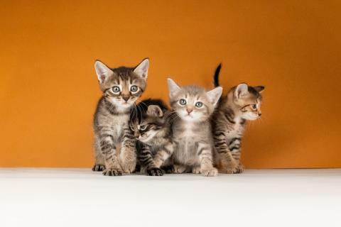 В дар кошку. Котята от сибирской мамы — 1,5 месяца в добрые руки. Фото1