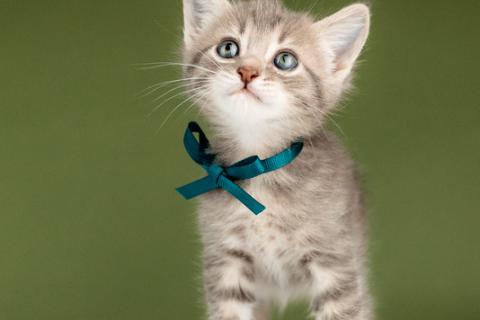 В дар кошку. Котята от сибирской мамы — 1,5 месяца в добрые руки. Фото3
