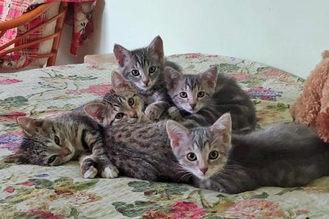 В дар кошку. Невероятно красивые котята, мальчики и девочки в добрые руки. Фото1