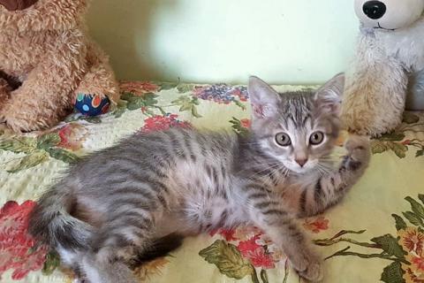 В дар кошку. Невероятно красивые котята, мальчики и девочки в добрые руки. Фото3